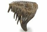 Fossil Woolly Mammoth Lower M Molar - Nice Roots #238752-4